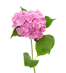 Fototapeta premium Beautiful pink hydrangea flower isolated on a white background.