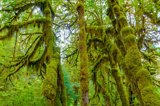 Looking up at towering tree trunks completely enveloped in thick green moss in the Hoh Rain Forest. The moss-covered branches reach toward the sky in this lush temperate rainforest canopy.