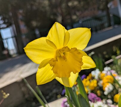 Vista de cerca de una flor amarilla de narciso en jard&iacute;n de parque urbano