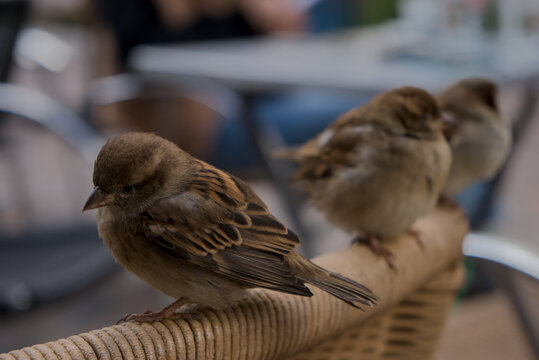 Moineau domestique (Passer domesticus) en ville attendant des miettes de biscuits sur une terasse de bar
