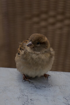 Moineau domestique (Passer domesticus) en ville attendant des miettes de biscuits sur une terasse de bar