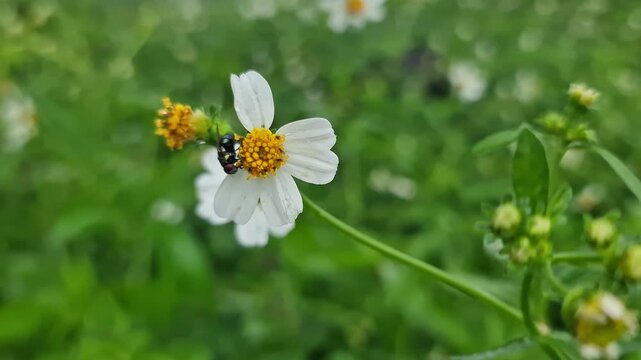 Macro of Metallic Green Bottle Fly Feeding on Nectar inside Blooming Flower Petals