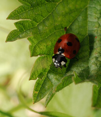 Obraz premium ladybird on a leaf