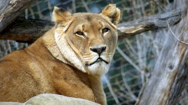 Lioness lying calmly and looking at the camera in a natural enclosure, captured in a close wildlife scene with golden fur and steady gaze.