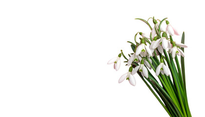 Fototapeta premium Delicate white snowdrop flowers against a stark black background, spring blooms