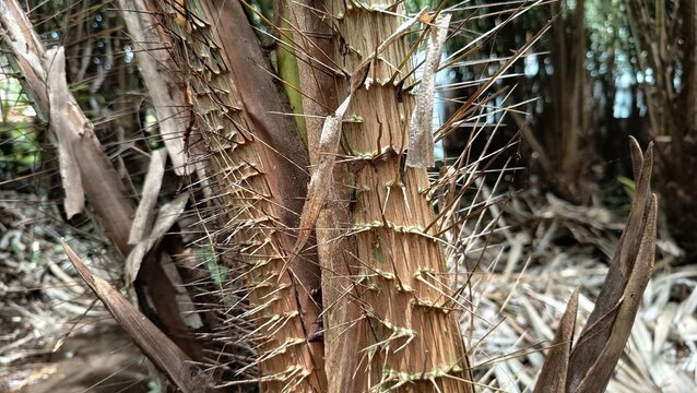 Close up of rattan palm stem with sharp thorns in tropical forest. Natural texture showing wild plant defense mechanism, jungle environment, and organic structure in detailed macro photography