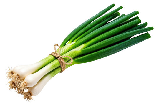 A fresh bunch of green onions tied together with a natural twine string for culinary preparation isolated on transparent background
