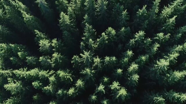 Top-down aerial view of a tight cluster of tall dense green coniferous tree crowns in a mountain forest, with sunlight highlighting the vibrant foliage and subtle variations in needle texture