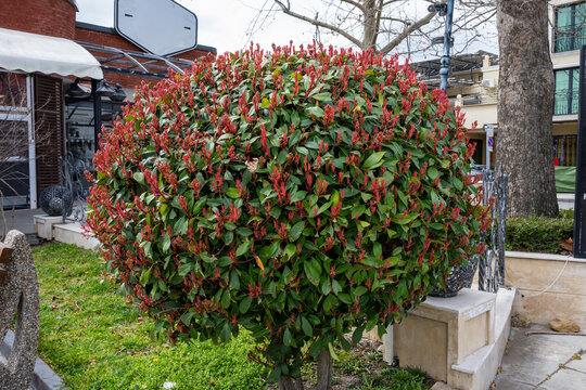 a perfectly spherical topiary photinia shrub, featuring vibrant red new growth tips over dense green waxy foliage, situated in an urban garden bed under bright natural light.