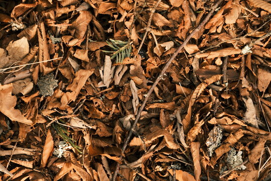 Top-down view of dry brown autumn leaves and twigs on the forest floor.