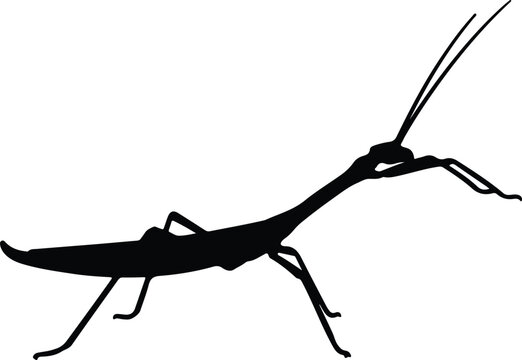 Vector silhouette of a phasmid stick insect walking on white background design