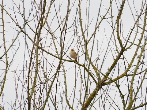 Female Common Linnet (Linaria cannabina) perched on a bush branch