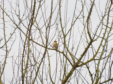 Female Common Linnet (Linaria cannabina) perched on a bush branch