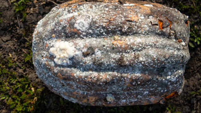 Rotten pumpkin covered in mold on the ground, food waste and decomposition process