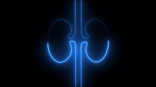 Glowing Human kidney icon animation. This renal system symbol is a neon kidney animation. Glowing Human kidney icon animation. neon kidney animation 4k video .