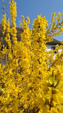 Spring in the park Irchel in Zurich / Spring brings a harmonious mood and good feelings. 