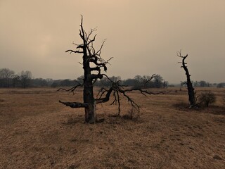 Drzewa, Dęby, Przyroda, Natura, Rogalin, Polska © Marcin
