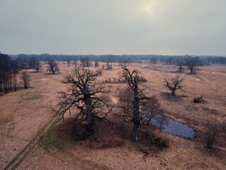 Dęby, Drzewa, Natura, Rogalin, Polska © Marcin