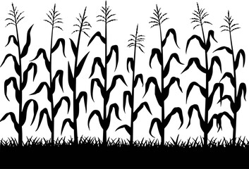 Black Silhouette Corn Stalks and Grass White Background Agricultural Field Pattern © Rubel