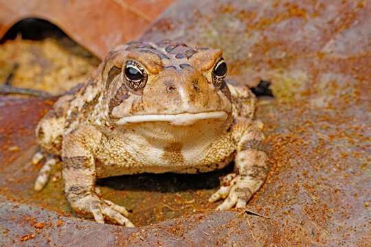 Fowler's Toad, Anaxyrus fowleri.