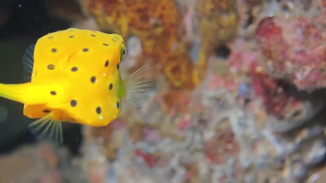 Yellow Boxfish Swimming Near Coral Reef