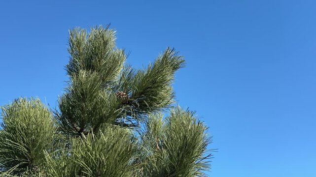 Pinus nigra Austrian pine branches against blue sky.