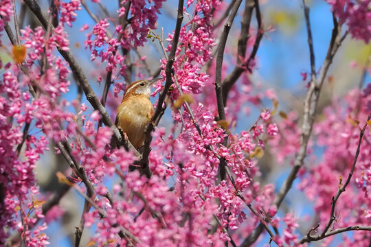 Carolina wren little brown loud warbler bird chirping in pink blooming eastern red bud tree. 