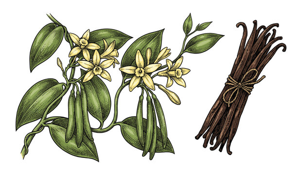 Colored vanilla plant branch and dried bean botanical engraving