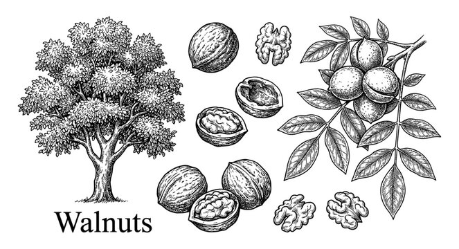 Walnut tree and nut branch set in botanical vintage engraving