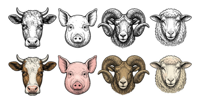 Farm animal head set with cow pig ram and sheep hand drawn