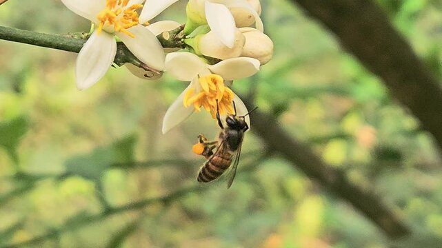 Macro close-up of a honey bee collecting nectar from white flower blossoms. Detailed pollination process in natural garden environment, highlighting ecology, biodiversity.
