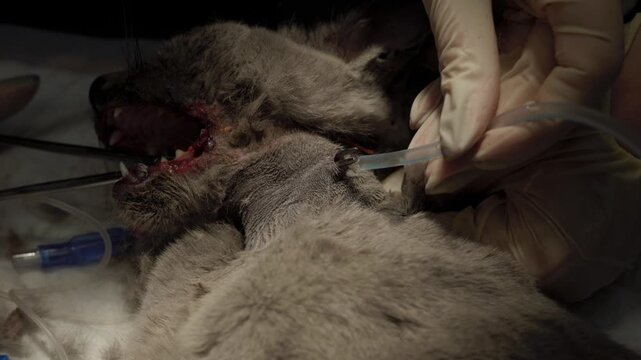 Close-up view of a veterinary surgeon placing an esophagostomy feeding tube in a sedated cat with oral lesions to provide essential nutritional support during its recovery period.