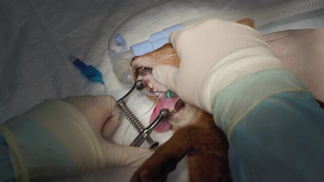 Professional veterinary dentist cleaning a cat's teeth with an ultrasonic scaler in a clinic. The anesthetized animal is undergoing a necessary oral hygiene and descaling procedure.