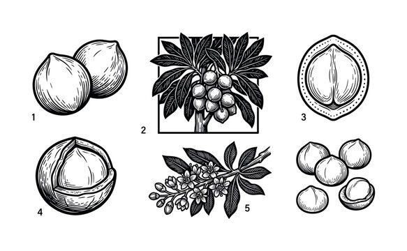 A vintage set of macadamia nut illustrations in a black and white engraving style. Shows the tree, flower, and fruit. Perfect for packaging, branding, and botanical designs.