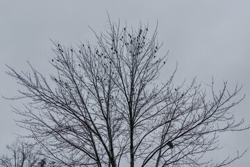 Obraz premium Black birds or crows in a tree in winter