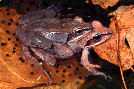 Wood frogs, Lithobates sylvaticus, in Amplexus