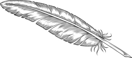 Naklejka premium Feather vector engraved hand drawn illustration, feather a pen for ink writing isolated, single bird plume sketch icon