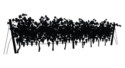 Fototapeta premium A striking black silhouette of a vineyard with rows of grapevines and hanging fruit creating a dramatic scene silhouette high quality