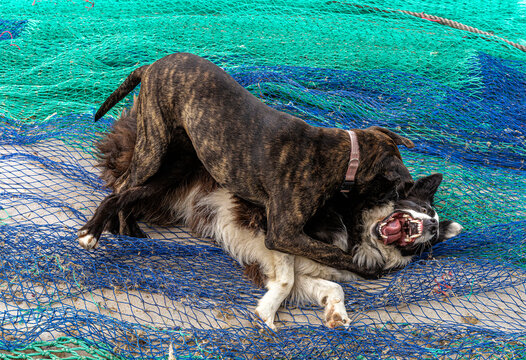 verspielte Hunde  raufen sich auf den ausgelegten Netzen der Fischer im Hafen von Cala Figuera, Mallorca, Spanien