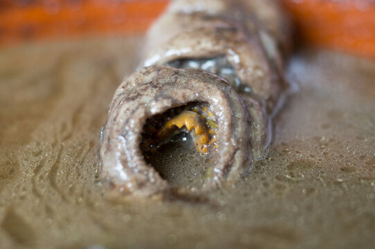  detailed close-up of a cooked sea lamprey showing its characteristic circular mouth and suction teeth, prepared in a traditional dark blood sauce.