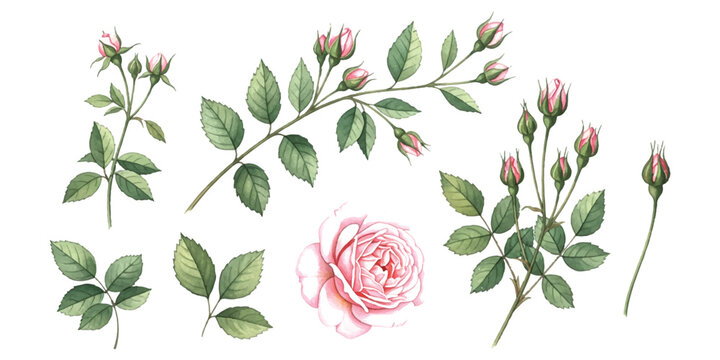 Hand painted watercolor pink rose flowers and green leaves set for floral wedding stationery and greeting card design