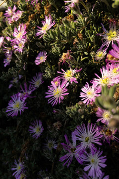 Cluster of Pink Ice Plant Flowers with Green Follage and Natural Sunlight