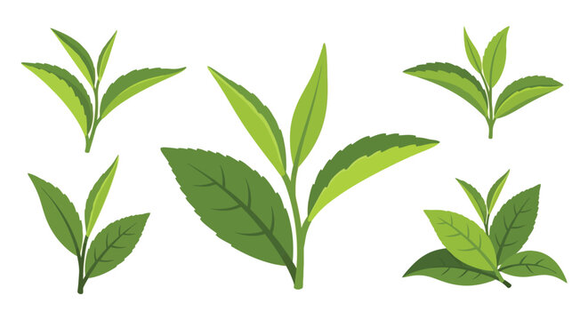 A vibrant collection of green tea leaves artfully arranged against a white background showcasing botanical elegance silhouette high quality professional