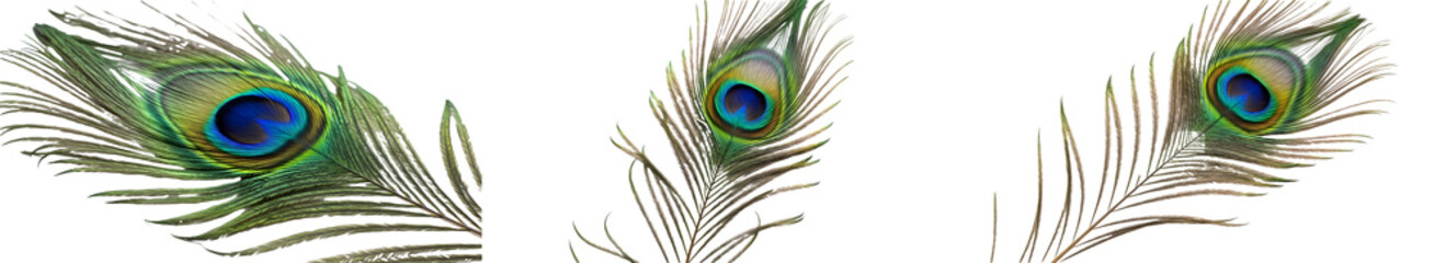 Obraz premium [set of peacock feather on white background]
