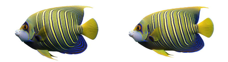 a high quality set Pygoplites diacanthus isolated on white background [PNG STOCK IMAGE]., © Dynamic Shoots