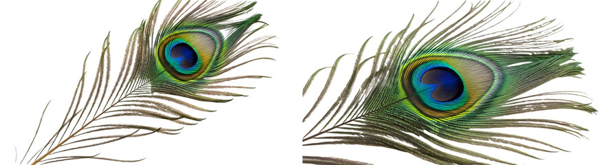 Obraz premium isolated set of the Natural peacock feather tail on white background PNG [tock image file]/.;