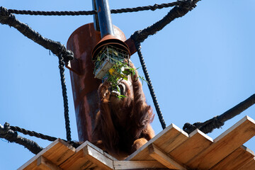 Sumatran Orangutan (Pongo abelii) © Tara