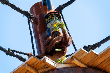 Sumatran Orangutan (Pongo abelii) © Tara
