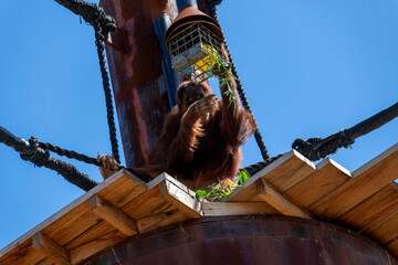 Sumatran Orangutan (Pongo abelii) © Tara