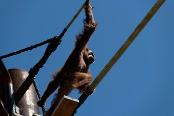 Sumatran Orangutan (Pongo abelii) © Tara